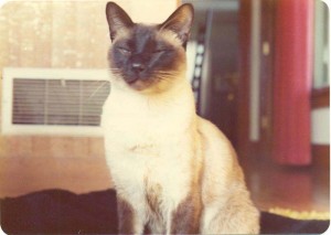 Chester, aka. F.D.C. Willard