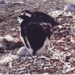 penguin3