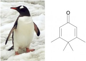 1. Penguin. 2. Penguinone.