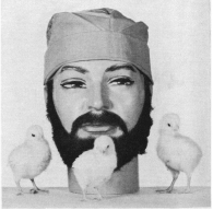 Figure 3: "Each of three 6-week-old chickens was held with its head alternately nestled in the beard and stroked across one-third of the beard (one chicken on each side and one on the chin) for 5 min".