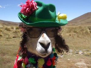 llama