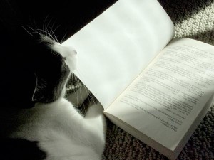 Image: @gyrl-trickster