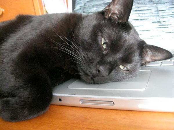 With a third of the vote, @profaks wins the Cats on Computers category!