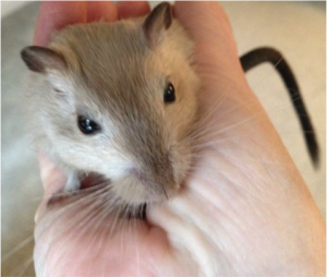 Buff the Gerbil