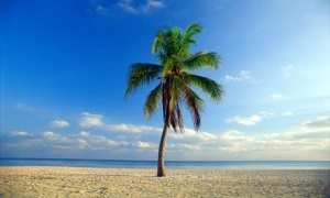 palm